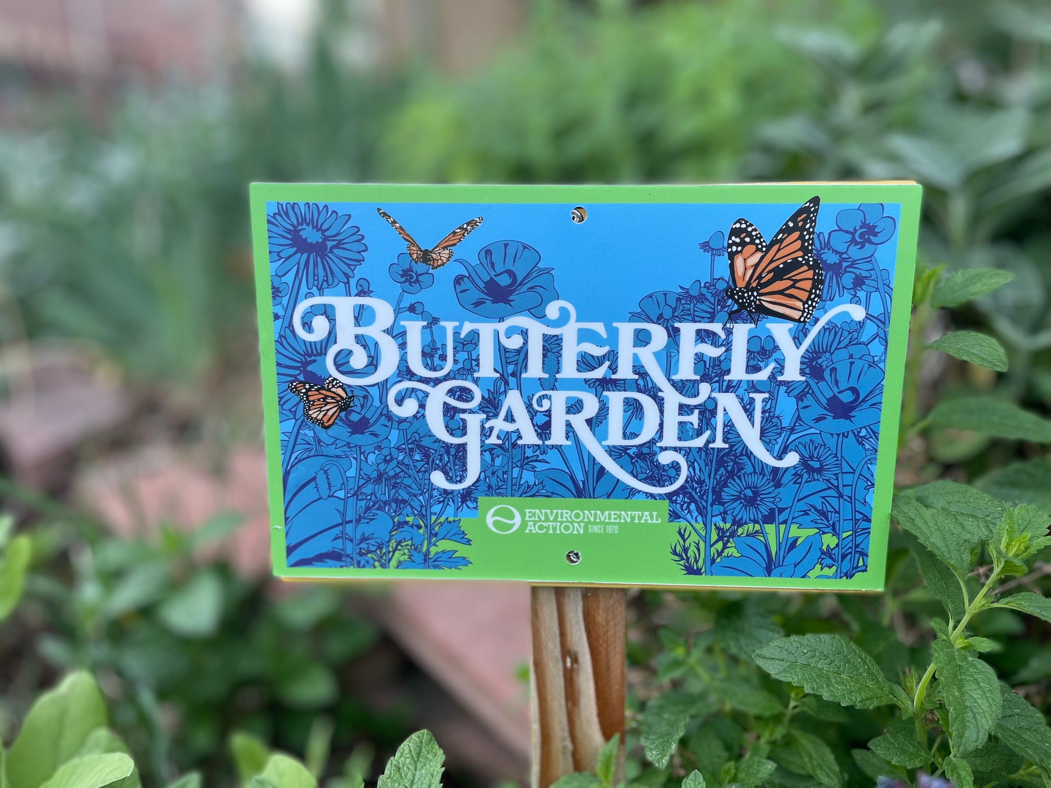 Butterfly Habitat Garden Maker Kit Monarchs Native Flower Seeds Easy to Use  Complete Kit to Attract Butterflies Garden Gift 